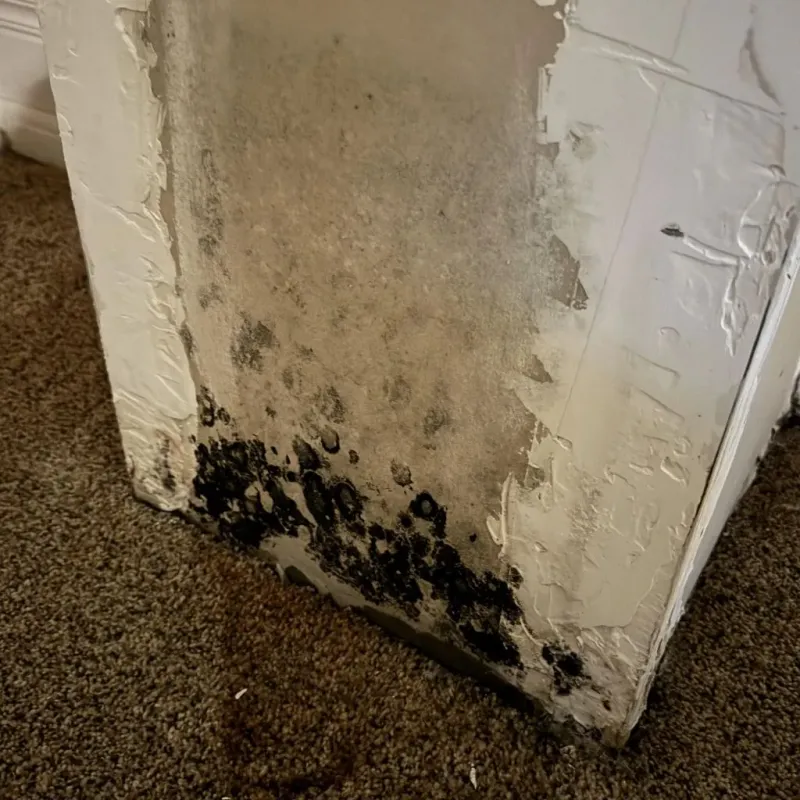 Professional Mold Removal in Mantachie, MS